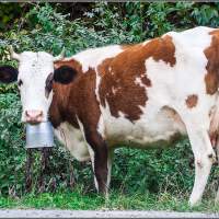 Корова с пудовым колокольчиком Грузия