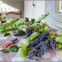 Домашний виноград Грузия