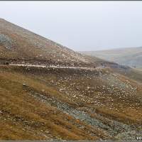 Россыпь овец на склоне Грузия