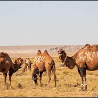 ВерблюдЫ на гос.учете Казахстан