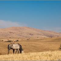 Коня оседлали Казахстан