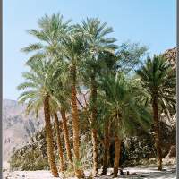Египетские пальмы - натуральные