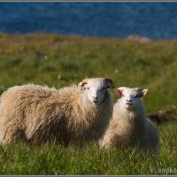 Исландские козы впервые увидели водкомоторников