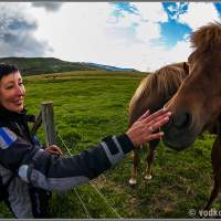 Исландия. Наводим контакт с конями