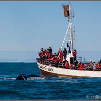 Исландия. Хвостатость китовая