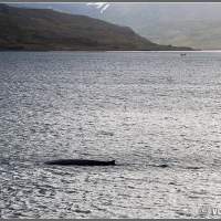Исландия. Бесплатный придорожный кит