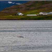 Исландия. Бесплатный придорожный кит 2