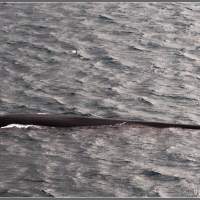 Исландия. Бесплатный придорожный кит 3