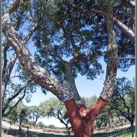 Португалия. Пробковое дерево обкарнали