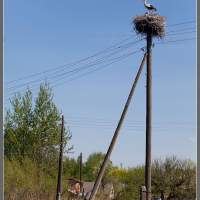 Пограничное - аисты на столбе Калининградская область, мотопутешествие