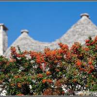 Цветы на фоне труля. Италия Альберобелло мотопутешествие  Italy Alberobello