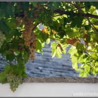 Трулевый виноград. Италия Альберобелло мотопутешествие  Italy Alberobello