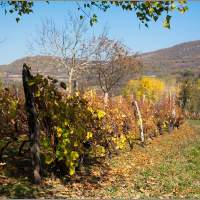 Виноградный огород - Сербия
