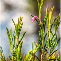 Цветы багульника Целау болото макросъемка